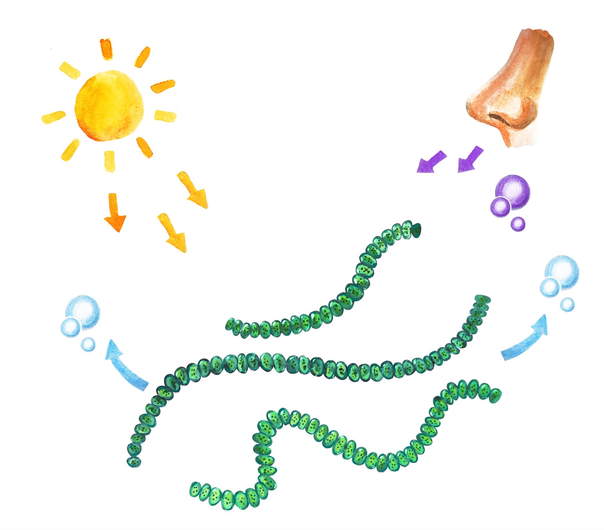 38. Роль бактерий в природе